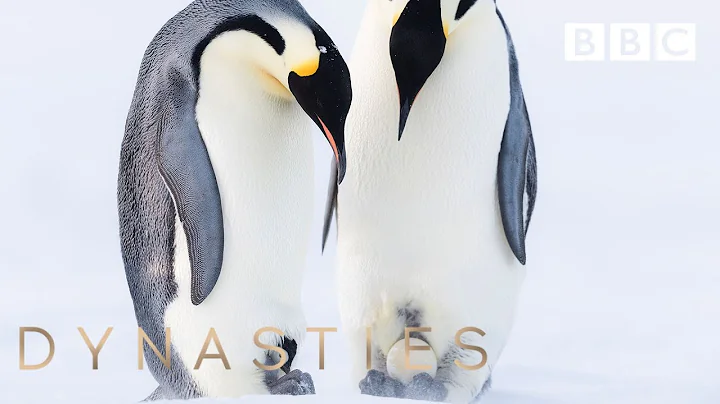 Penguin filmed caring for snowball like it's an egg | Dynasties - BBC