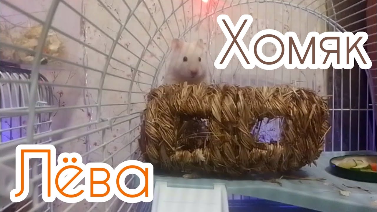 Хомяк Лёва 
