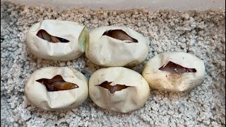 CUTTING BALL PYTHON EGGS! DID WE HIT A LAVENDER SNOW BALL PYTHON!?