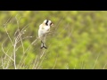 Щегол обыкновенный / Carduelis carduelis / European goldfinch