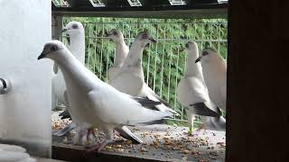 Wiener Hochflieger Tauben 2022