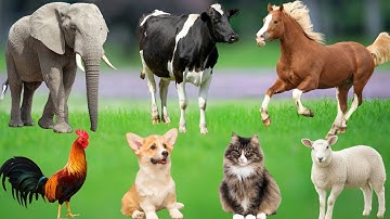 Momen Sehari-hari Hewan Ternak: Sapi, Domba, Kerbau, Kambing, Kucing, Babi, Kelinci, Ayam – Suara Hewan