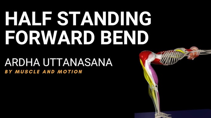 Dynamic standing poses from Ardha uttanasana and from Utthita hasta  padasana - advanced – recorded classes - 01.02. - Budapest - Online Iyengar