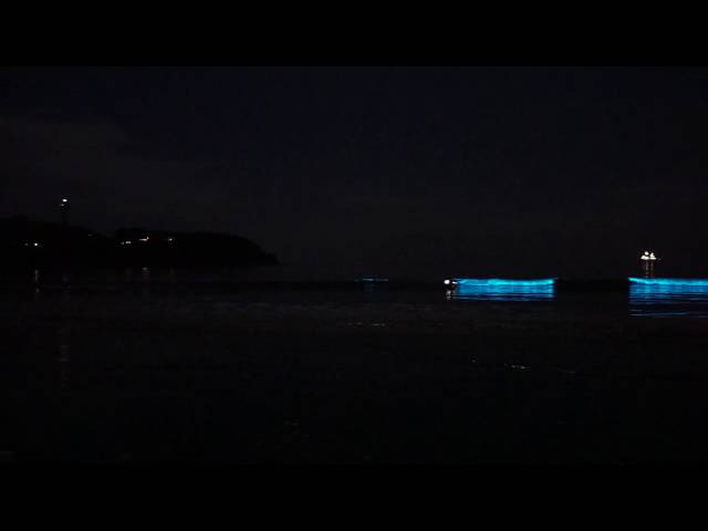 日本也瘋藍眼淚 神奈川海岸一片夜藍 鍵盤大檸檬 Ettoday新聞雲