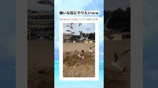 ウミネコを好きに操る方法www #shorts #おもしろ #おすすめ