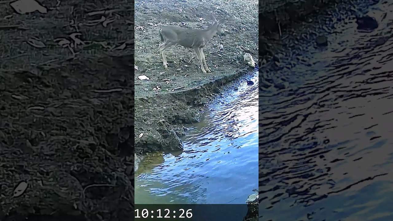 To Drink or Not to Drink? Deer’s Dilemma! 🦌💧