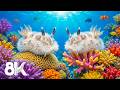 Peaceful Aquarium 8K VIDEO ULTRA HD - Colorful Fish &amp; Coral Reef &amp; Relaxing Meditation Music