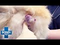 Emergency 🚨 Puppy Is Stuck In Birth Canal | Bondi Vet