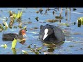 The Eurasian or common coot (Fulica atra) with chicks in spring