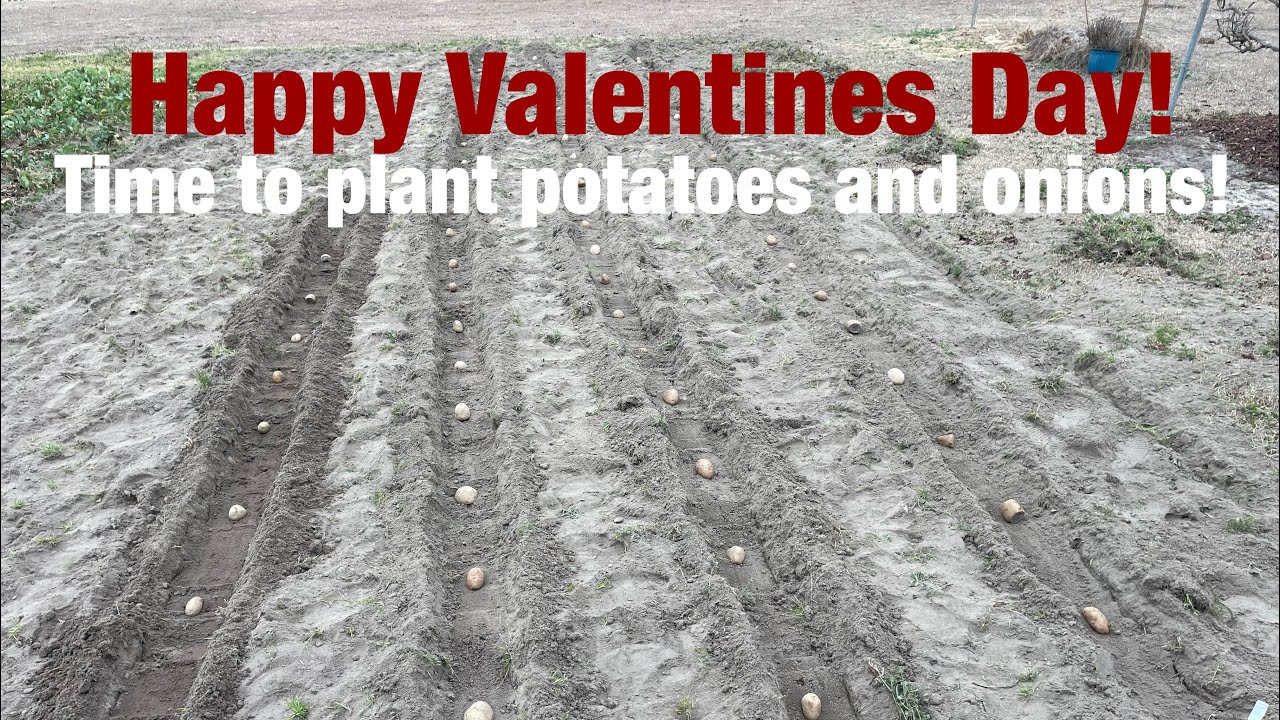 Time to plant POTATOES and ONIONS. 🧅 🥔