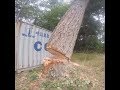 Cutting down a big leaning tree, WHAT! BACK CUT FIRST.