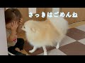 ポメラニアンが赤ちゃんを襲った結果…こうなりました!