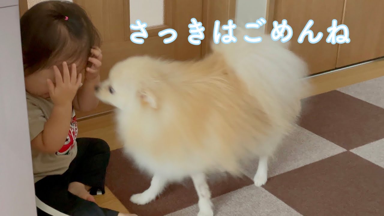 ポメラニアンが赤ちゃんを襲った結果 こうなりました 癒しの犬動画 ポメラニアンが赤ちゃんを襲った結果 こうなりました 癒しの犬動画