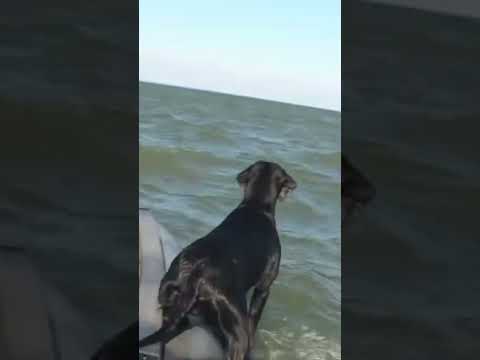 Video: Prinašalec zaliva Chesapeake