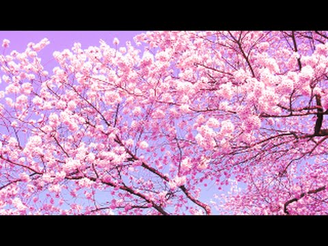 癒し 美しい桜の風景とリラックスｂｇｍ Youtube