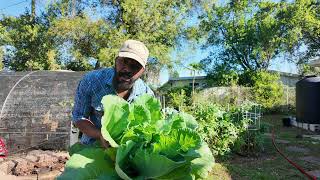 Grow Food In Your Backyard Without A Garden