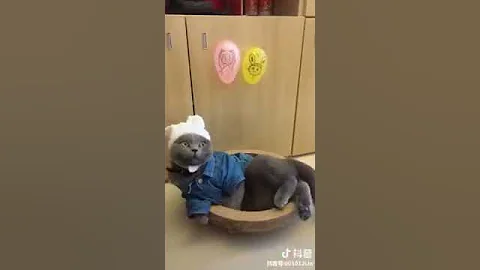 Video 1626141: oriental shorthair cat, american shorthair cat, tonkinese cat somali, korat cat, cat turkish, shorthair brown, somali cat havana