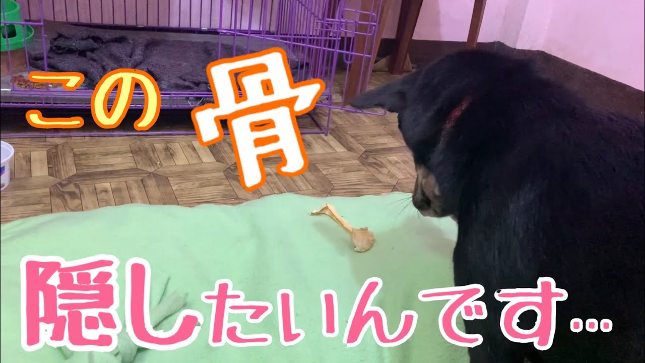 海外保護犬 秋の味覚 梨をシャリシャリ食べよう 不可能 クッションにどうしても骨を隠したいマロ Youtube