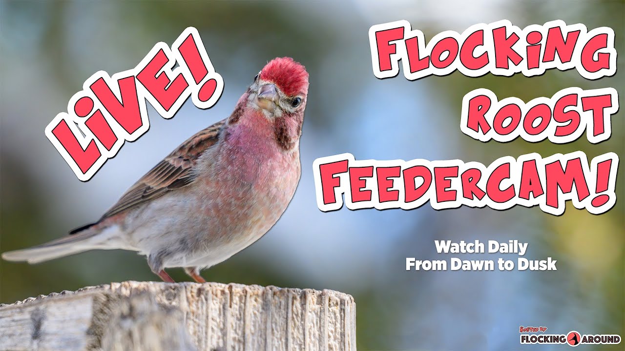 🪶 Live Bird Feeder Cam! Join us Daily at 08:00 ! - 2026-05-12 🪶