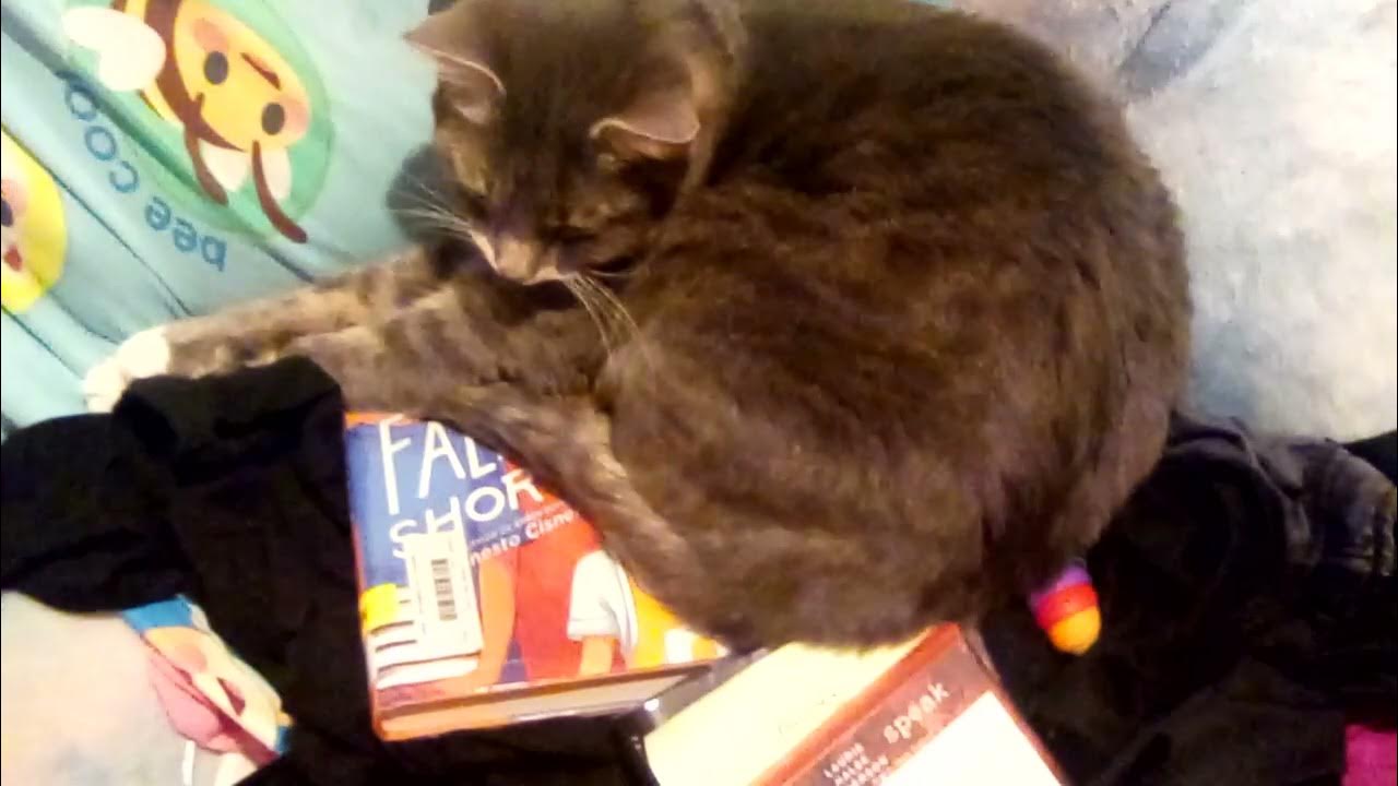 Can you make my cat famous? YouTube