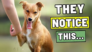8 Moments You Don't Think Matter — But Your Dog Does