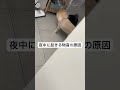 三連休の前日に起きたペットあるある#shorts