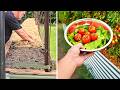 How to Direct Sow Tomato Seeds for Maximum Success