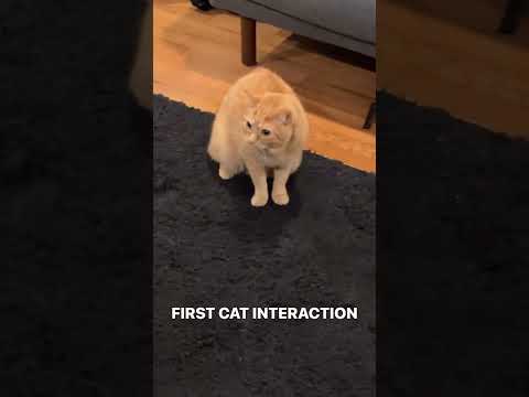 Thumbnail for Kaya's 1st Cat Interaction #hasanabi #twitch #instagramstory