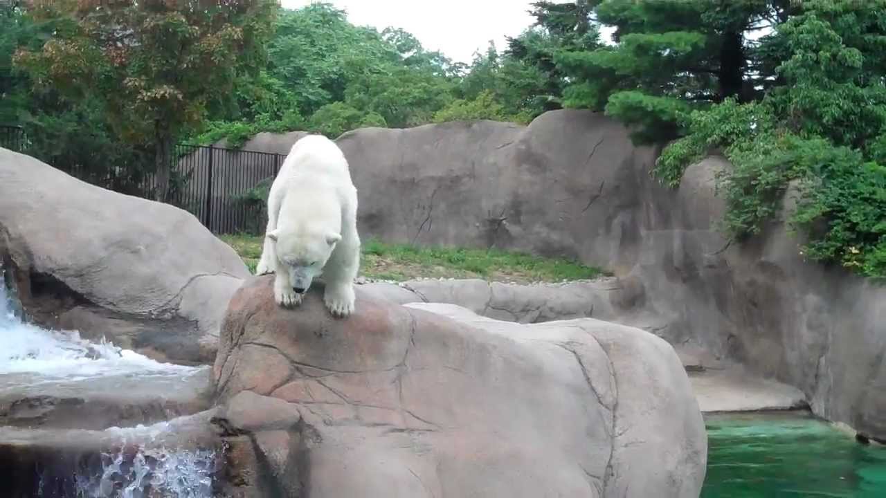 Polar Bear at the Philly Zoo