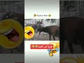 عید مبارك ضحك العراق ستوريات عيد فرح ماتضحك 