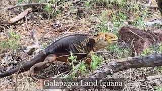 Sights and sounds of North Seymour Island - Galapagos trip April 2026