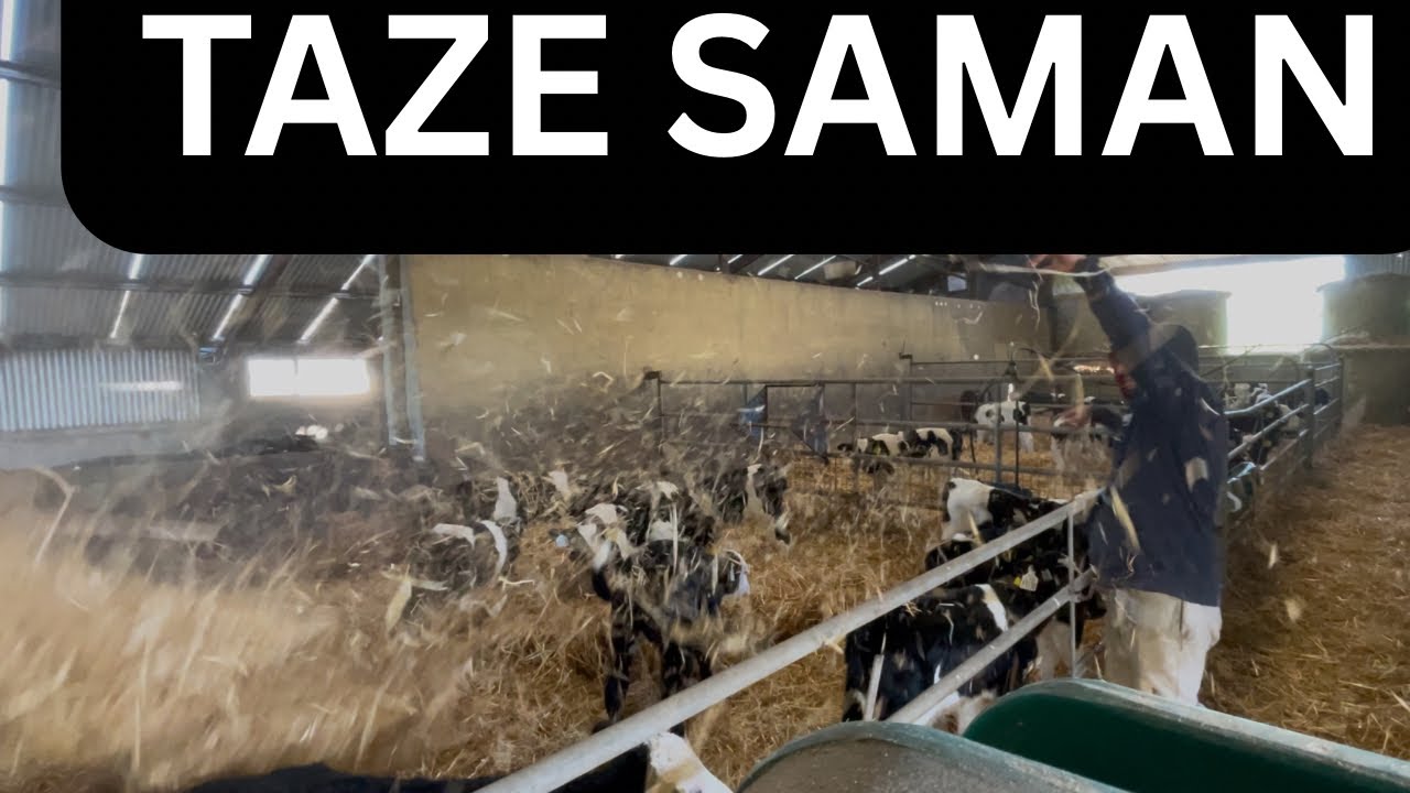 İrlandalı Buzağılar Nerede, Hangi Şartlarda Yaşar,  Buzağıların Yatakları Nasıl Hazırlanır 