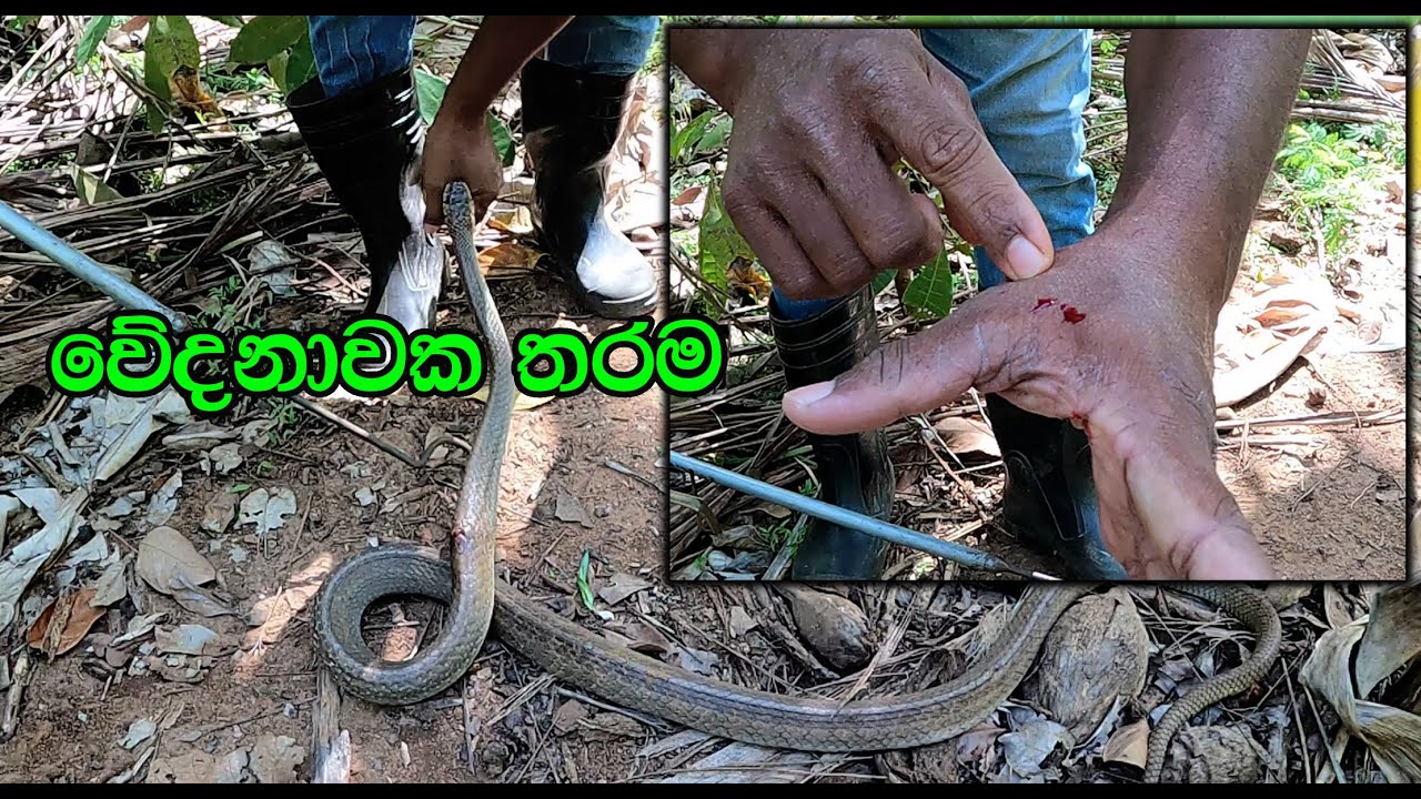 The accident Rat snake YouTube
