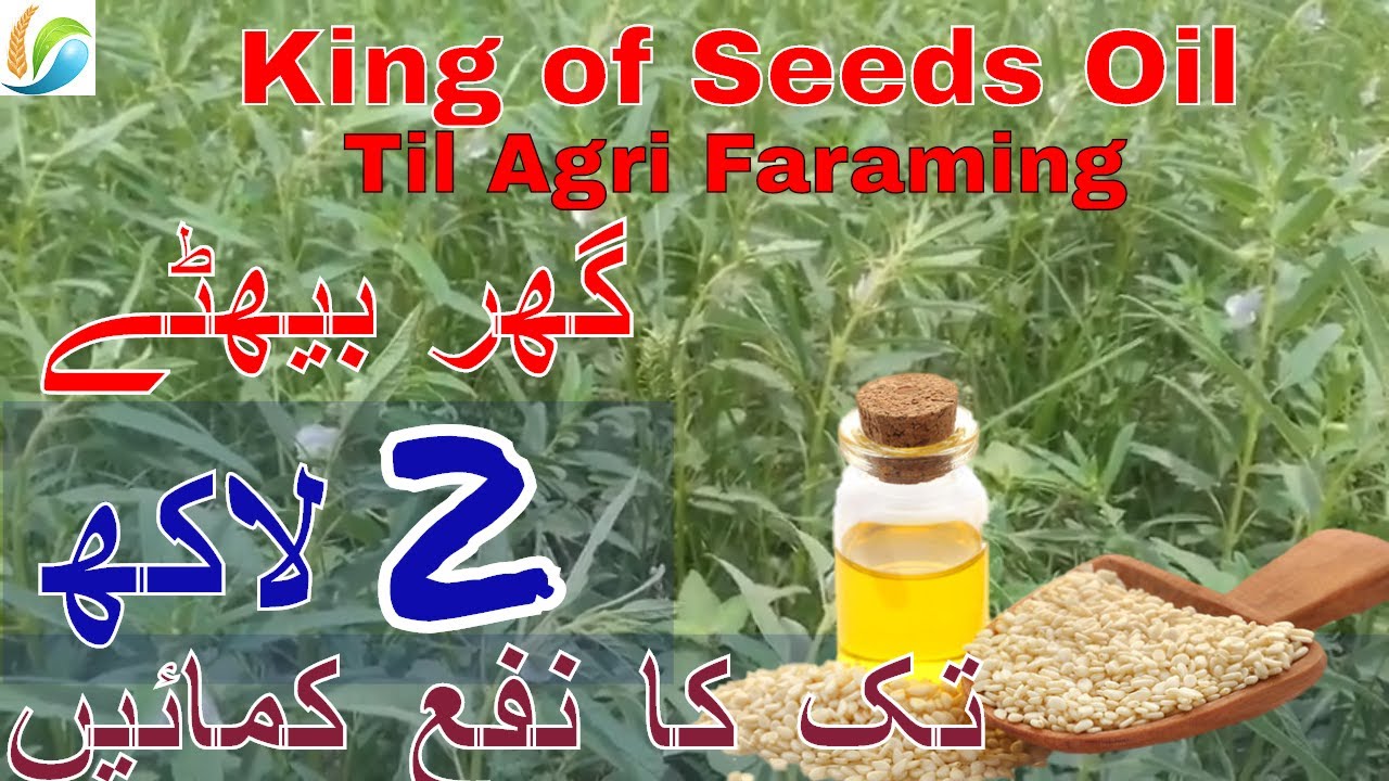 Til ki kasht in Pakistan Sesame Seeds oil Production Crop Sesame farming YouTube