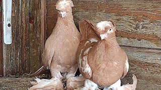 Узбекские бойные голуби (Али Франция) Pigeon culbutant Ouzbékistan