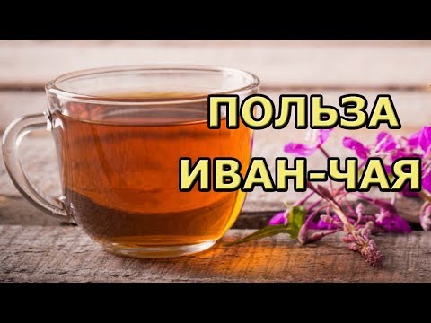 Польза и вред иван-чая (кипрея) для здоровья. Почему стоит им заменить черный чай?