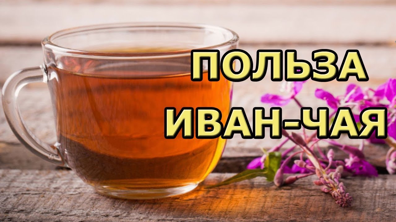 Иван-чай (кипрей) — полезные свойства и применение Иван-чай (кипрей) — полезные свойства и применение