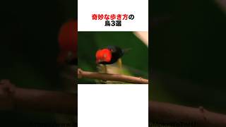 クセのある歩き方をする鳥たち