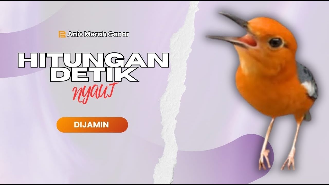 CEPAT RESPON! 1000% efektif buat pancingan Anis merah bisu macet total biar bunyi kembali | 38