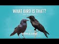 What bird is that? Ravens & Crows