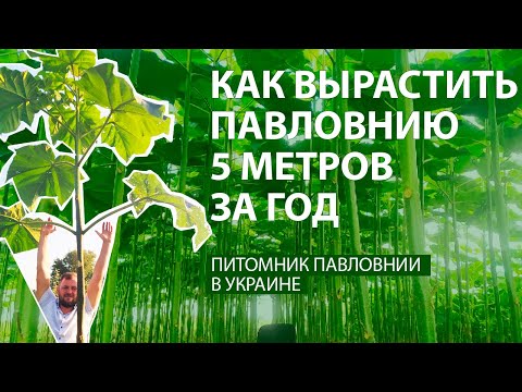 Как вырастить Павловнию до 5 метров за первый год