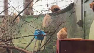 Adv 245 Final Project: Zoos are Prisons For Animals