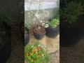 Rainy day vibes in the garden #rain #rainasmr #rainsounds #nature #relaxing #garden #peaceful