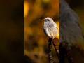 conheça a ave conhecida como enferrujado #aves #birds