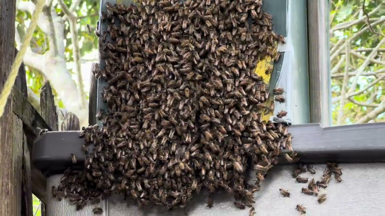 Рой покинул себя — и что произошло потом? — Пчеловодство