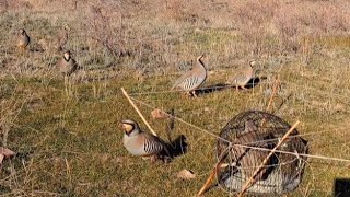 Шикори Кабк Keklik Avcılığı Partridge Hunting شکار کبک  كيكليك آفي
