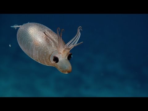 Piglet Squid Siphon Looks Like a Snout | Nautilus Live