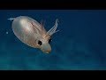 Neobično morsko stvorenje zbunilo naučnike