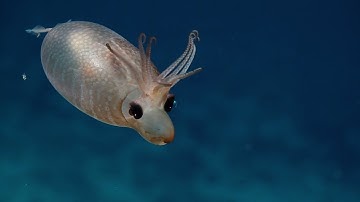 Piglet Squid Siphon Looks Like a Snout | Nautilus Live