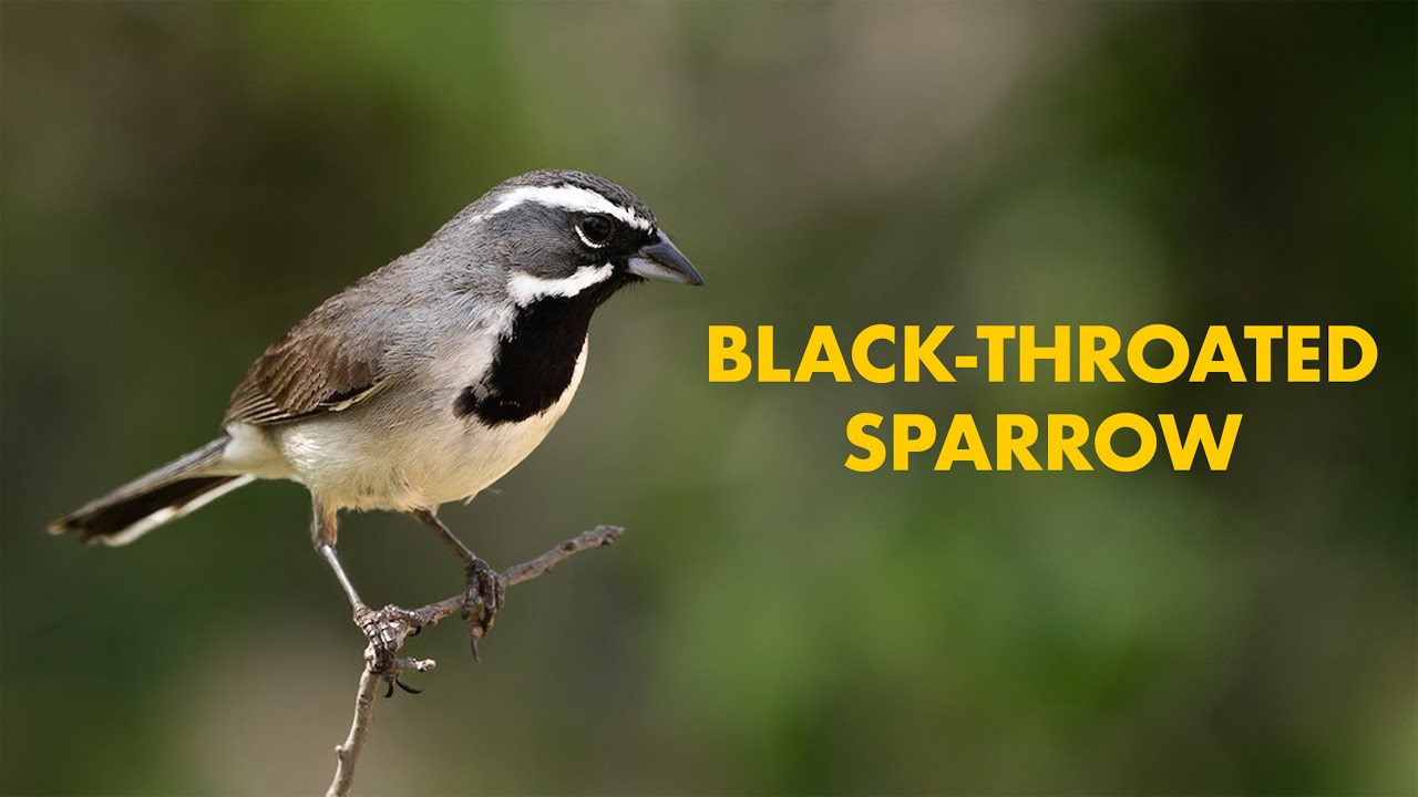 Finding the Black throated Sparrow!